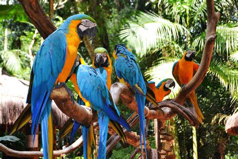  Parque das Aves: Rio de Janeiro’s Feathered Paradise and Home to Exotic Wonders!