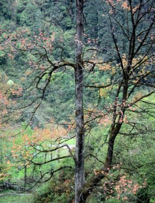 Yunfushan Forest Park – Luonnon kauneus ja kiehtova historia yhdistettynä!