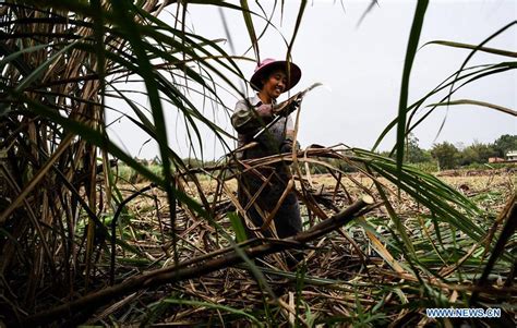  Qinzhou Sugarcane Plantation:  Yrjön Söpö Sokeri-Seikkailu!