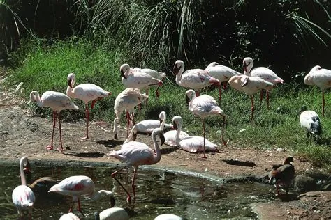  Umgeni River Bird Park: Lentolintujen paratiisi ja eksoottisten eläinten ihmeellinen maailma!