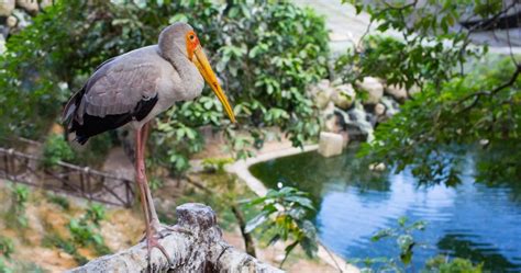  Yuhong Wildlife Park: Villiä luontoa ja unohtumattomia eläinlähistökokemuksia!